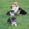 Corgie Photos: Image