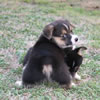 Corgie Photos: Image