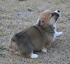 Corgie Photos: Image