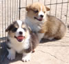 Corgie Photos: Image