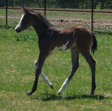 2010 Bay Overo Colt 