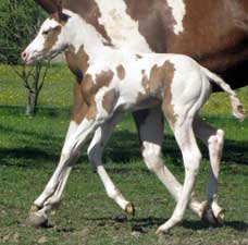 2010 Sorrel Tovero Filly