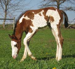 2010 Bay Overo Colt 