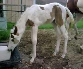 2010 Sorrel Tovero Filly