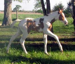 2010 Sorrel Tovero Filly