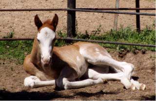 2010 Red Roan Overo Colt 