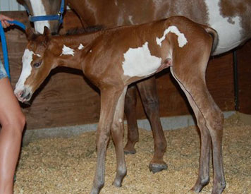 One Helluva Proposal