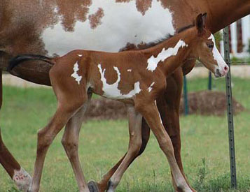 One Helluva Proposal