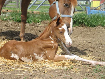 2011 Sorrel Overo Colt 