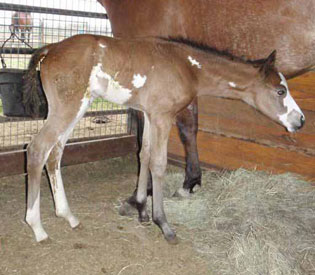 2011 Bay Overo Filly 