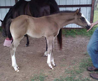 2011 APHA Black Overo Colt 