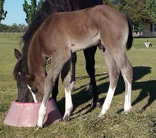 2011 APHA Black Overo Colt 