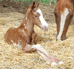 2011 Sorrel Overo Colt 