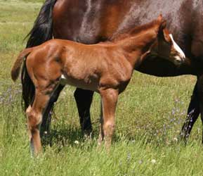 2012 Sorrel SPB Colt 