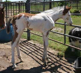 2012 Bay Overo Colt 