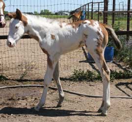 2012 Bay Overo Colt 