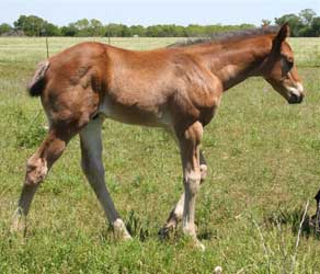 2012 Bay SPB Colt