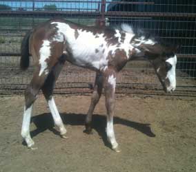 2012 Brown Overo Colt