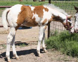 2012 Sorrel Tobiano Colt