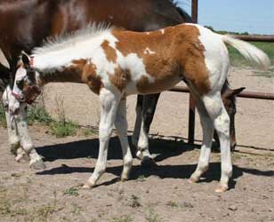 2012 Sorrel Tobiano Colt