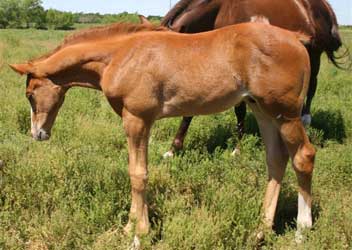 2012 Sorrel SPB Colt 