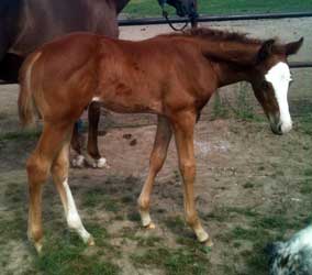 2012 Sorrel SPB Colt 