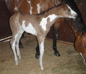 2012 Bay Overo Filly 
