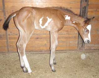 2012 Bay Overo Colt