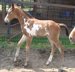 2012 Bay Overo Colt