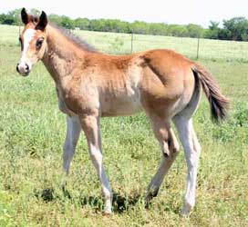 2012 Bay SPB Colt