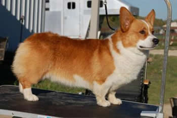 Pemhill Platinum Discover - Sully