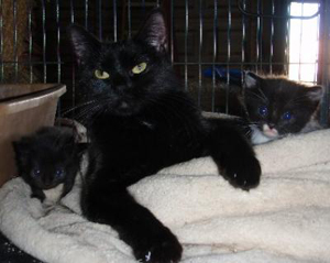 Diamond Litter