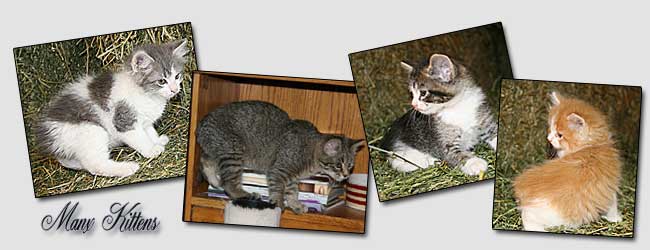 Manx Kittens