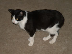 Mimi