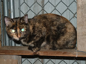 Scardy Cat