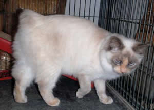 Taffy
