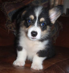 Jett-Girl 6 -Tri Colored