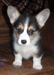 "Molly" -Tri Colored