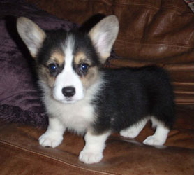 "Molly" -Tri Colored