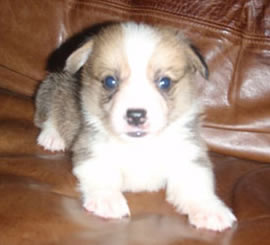 Corgie Puppy