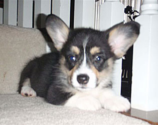 Shawn - Girl 1 -Tri Colored