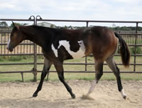 I-Propose-So-2007-Filly