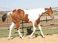 SensationalProposal5