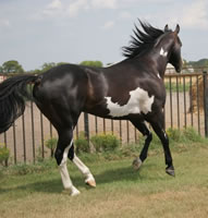 IMpressive PROposal Aug07 013