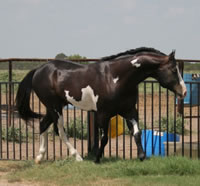 IMpressive PROposal Aug07 017