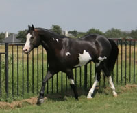 IMpressive PROposal Aug07 027