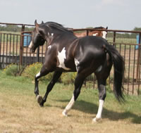 IMpressive PROposal Aug07 028