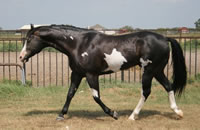 IMpressive PROposal Aug07 036