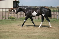 IMpressive PROposal Aug07 037