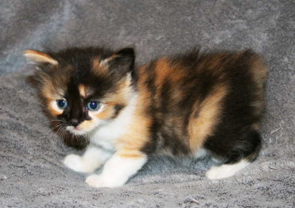 Manx Kittens